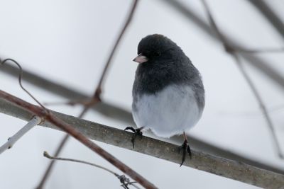 Dark-eyed Junco