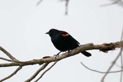 Red-winged Balckbird