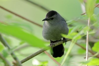 Gray Catbird