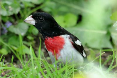 Rose-breasted Grosbeak