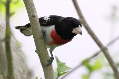 Rose-breasted Grosbeak