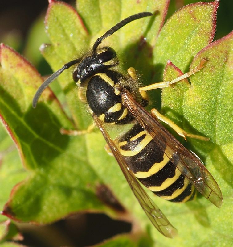 Wasp macro.jpg