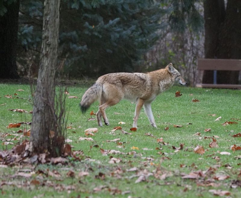 Coyote in Toronto park