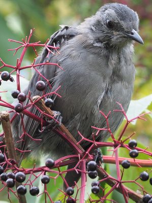 Grey Catbird