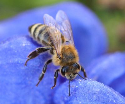 bee on blue flower.JPG