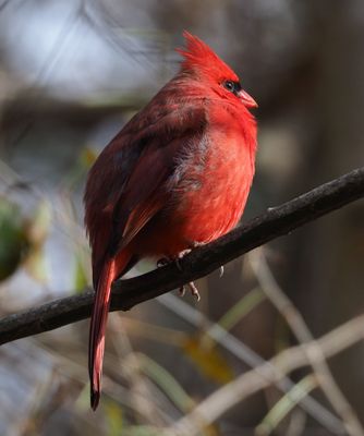 cardinal.JPG
