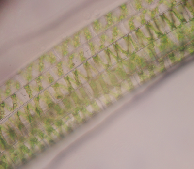 spirogyra_w1931_h1552.png