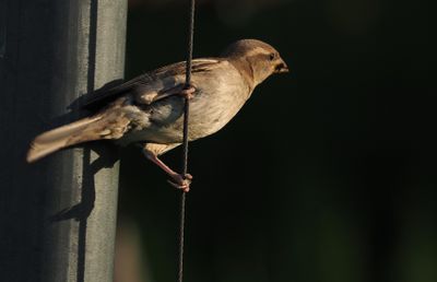 Bird on a wire
