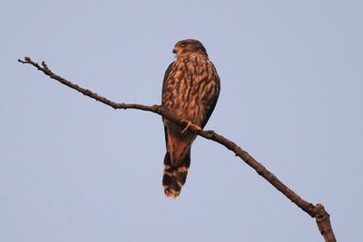 Hawk.jpg
