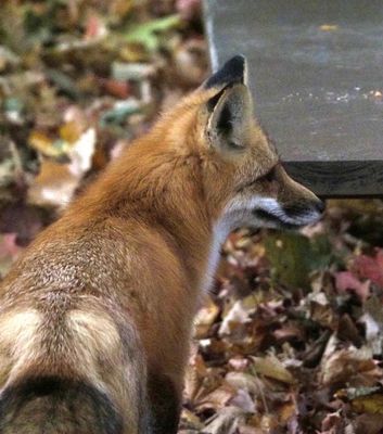 fox  1.JPG