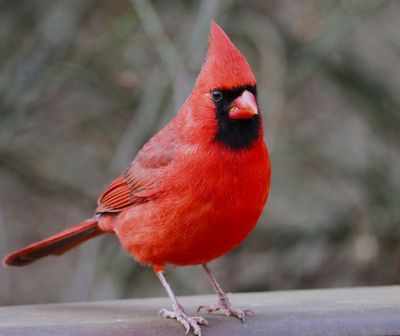 cardinal.JPG
