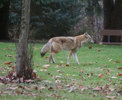 Coyote in Toronto park