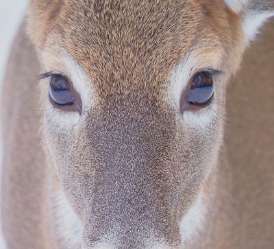 deer closeup3.jpg