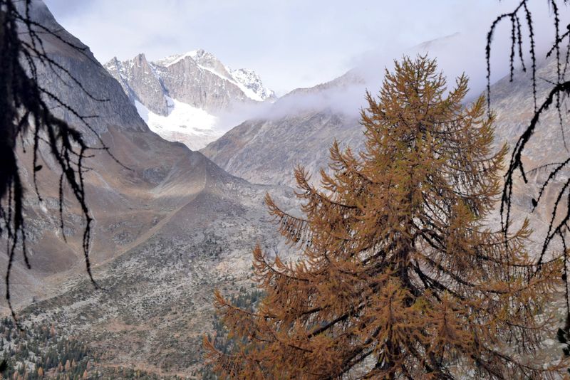 Aletsch forest