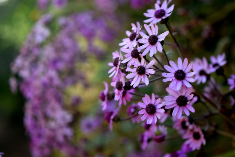 Flowers, Becerra region