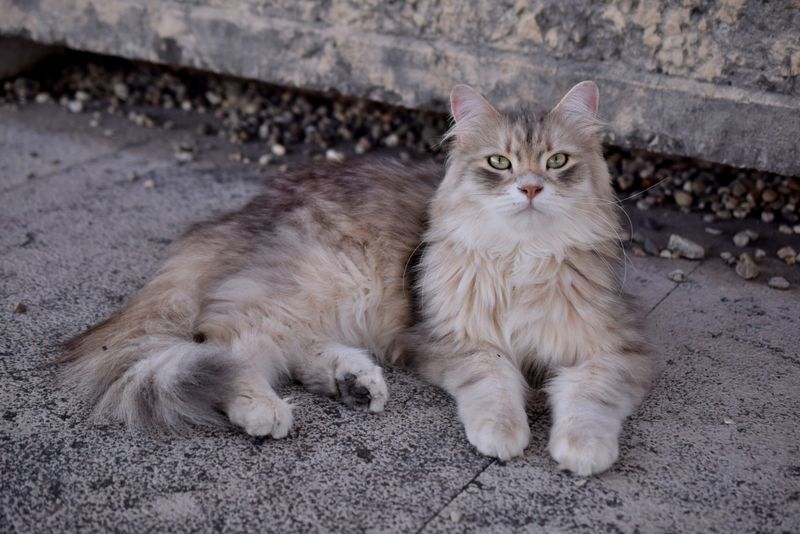 Crans cat