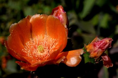 Cactus flower