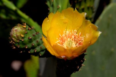 Cactus flower