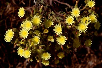 Flowers, Becerra region