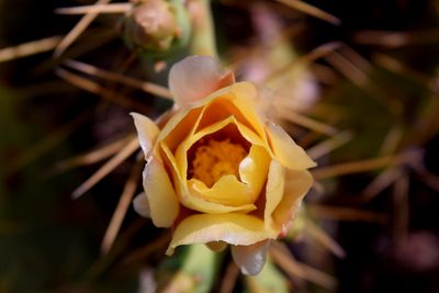 Cactus flower