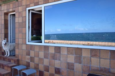 Seaside dog, la Garita