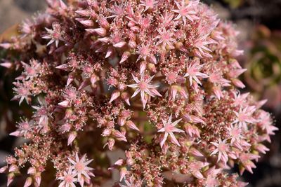 Flower, Badama crater