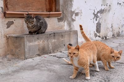 Cats of Gran Canaria