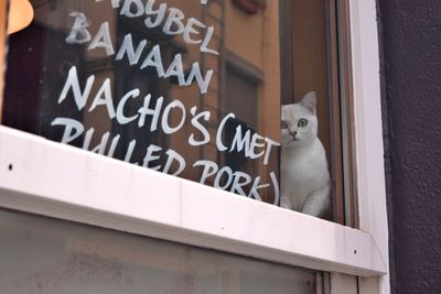 Nacho's cat, Antwerp