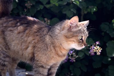 Berat cat