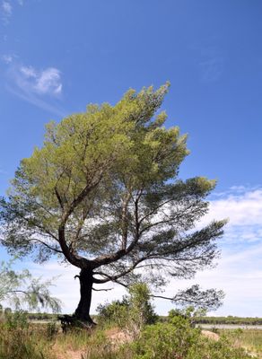 Divjak Karavasta National Park