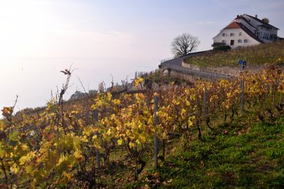 Chteau Montagny