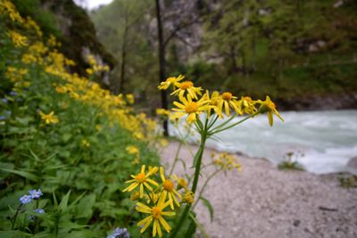 g13/33/557833/3/175419442.033f5703.JPEG