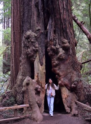 Muir Woods national Monument
