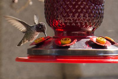 Humming Bird