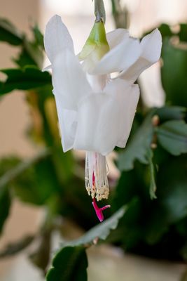Christmas Cactus Bloom
