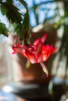 Christmas Cactus Bloom