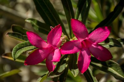 Desert Botanical Garden Adenium 09/22/24
