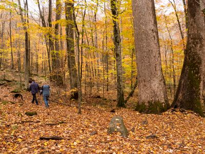 Joyce Kilmer Memorial Forest