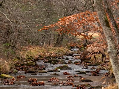 Elks at Cataloochee