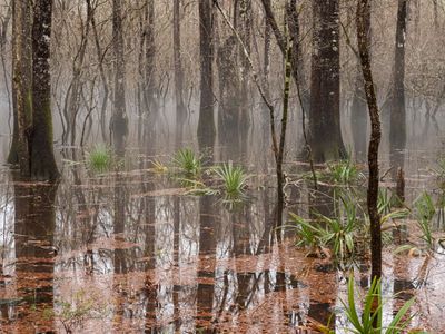 Edisto miscellany