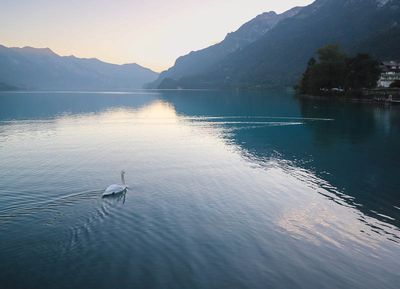 Lake Brienz Sunrise