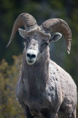 Bighorn on the Icefields Parkway