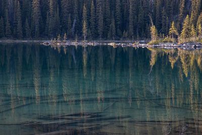 Viridian Reflections