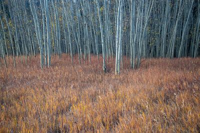Young Aspens