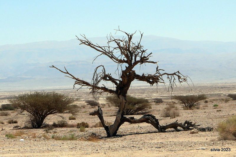 arbol corriendo