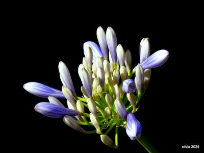 flora
