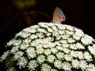 flora