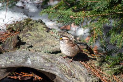Birds from Québec