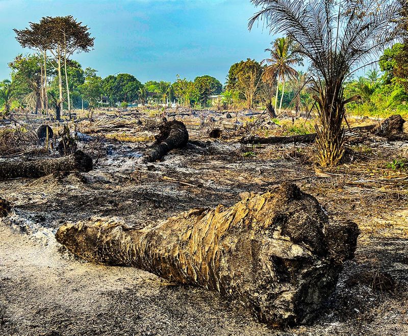 16. Palm Plantation Clearance