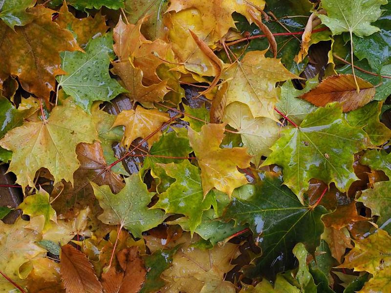 Nature A243198.jpg